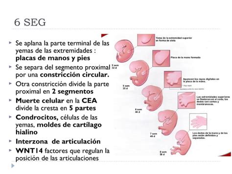 Desarrollo Embrionario Del Sistema Seo Ppt