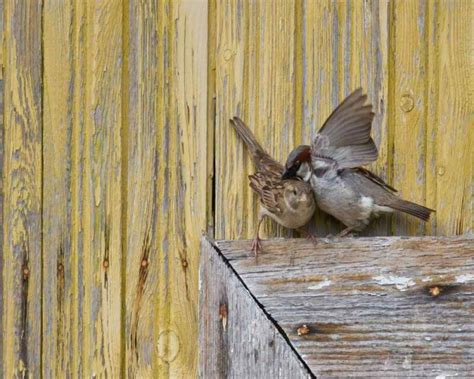 Sparrow Eggs: What They Look Like, When They Hatch, & More!