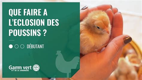 Tuto Que Faire L Closion De Mon Poussin Jardinerie Gamm Vert