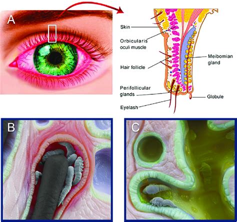 Microscopic Images Of Eyelashes