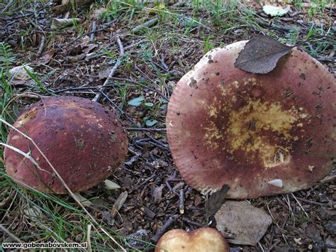 Russula Faginea Gobe Na Bovškem