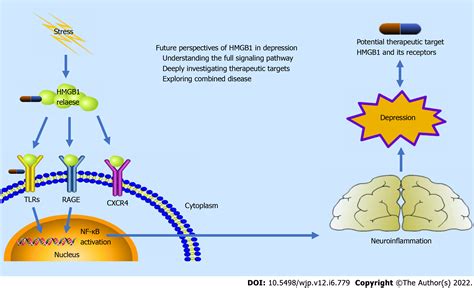 Role Of High Mobility Group Box Protein 1 In Depression A Mechanistic