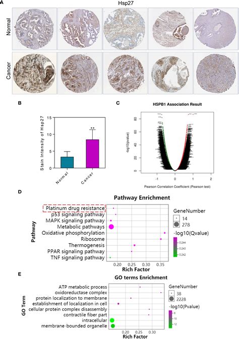 Frontiers Atractylenolide I Inhibits Emt And Enhances The Antitumor