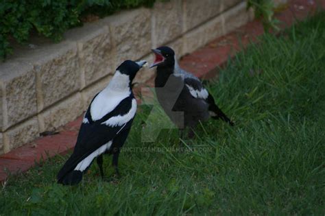 Magpie Feeding Time by SinCityFan on DeviantArt