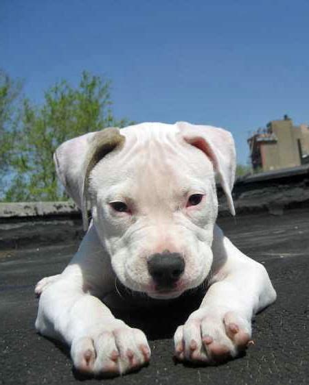 Pitbull Blue Mixed Bulldog Dogs