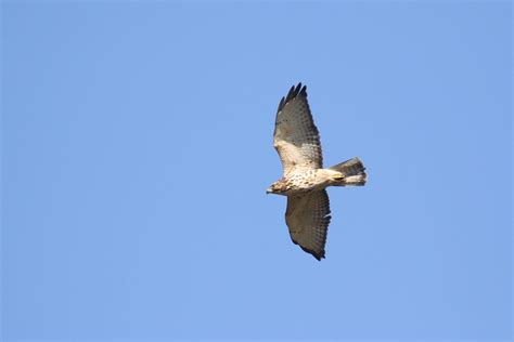 Ebird Checklist Nov Cape Island The Beanery Rea Farm