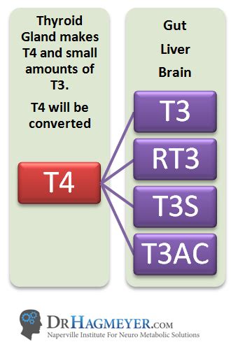 Low T3 Symptoms and Causes