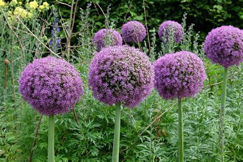 Tips For Planting Alliums This Fall Avoid Common Mistakes Garden