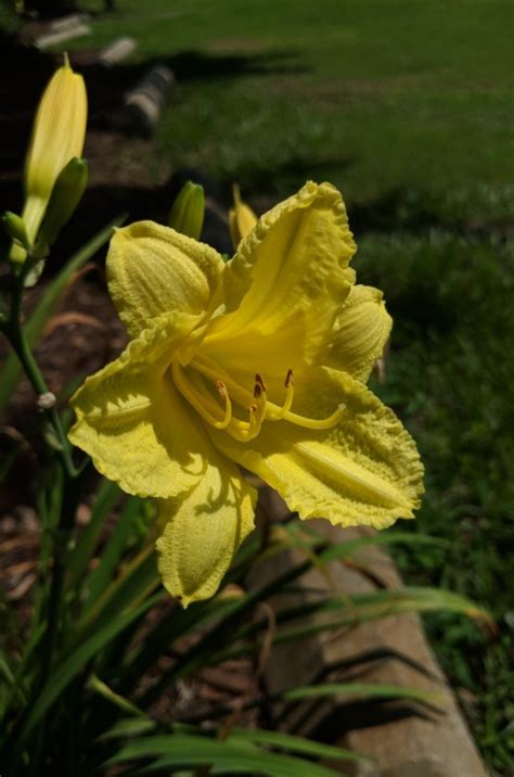 Hemerocallis Happy Returns Picturethis