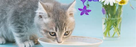 Can Cats Drink Milk Truth About Milk For Cats Sheba® Philippines