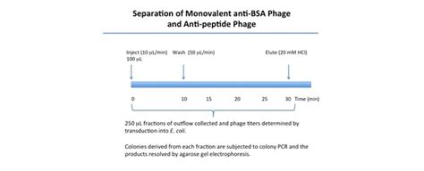 Xantec Bioanalytics Gmbh Products Spr Biosensors Applications Application Note 12 Phage