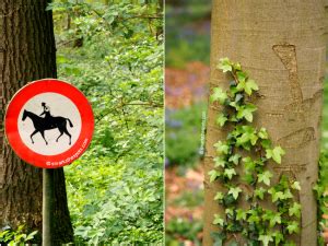 BLUEBELLS AT HALLERBOS - S Marks The Spots