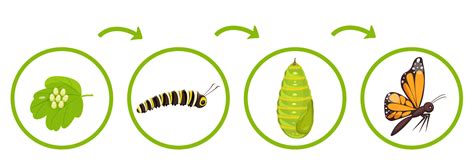 Mariposa Vida Ciclo Infografia De Transformación De Oruga Desde