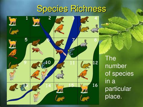 How Is Species Richness Calculated