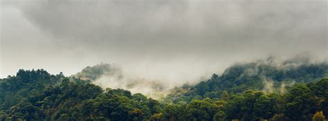 Tranquility Chiapas Mexico Coniferous Tree Lush Foliage Woodland