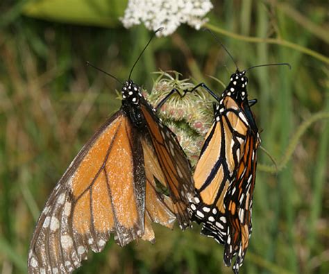 Mating Monarchs Danaus Plexippus Bugguide