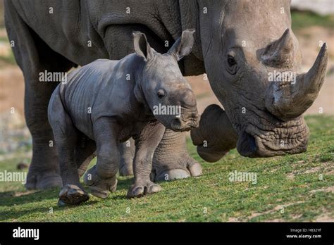 White Rhinoceros Ceratotherium Simum Mother With Calf Native To