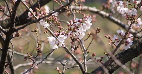 Cherry blossom at the park in Tokyo 45679334 Stock Video at Vecteezy