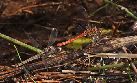 Common Darters Sympetrum Striolatum This Pair Were Ovipo Flickr