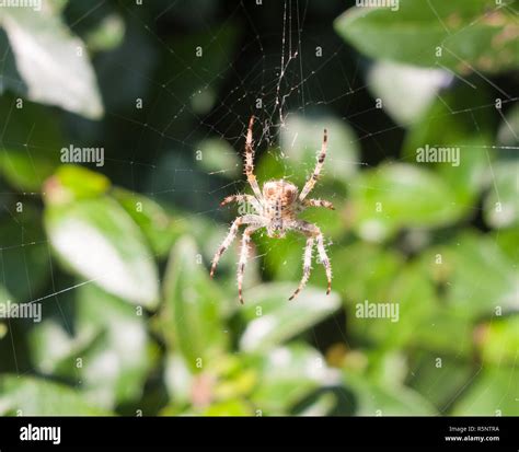 Spider On Web Spider On Web Outside European Garden Spider Or Cross Orb