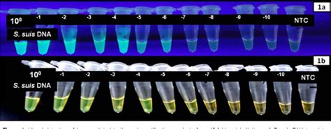 Figure 1 From Development Of A Loop Mediated Isothermal Amplification