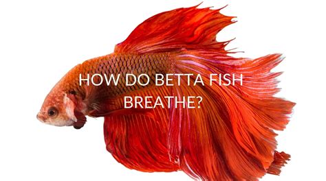 How Do Betta Fish Breathe (And Why They Breathe Air)