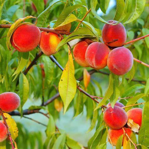 7 USDA Zone 6 Fruit Trees To Grow For Reliable Harvests