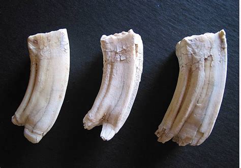 Mammals Cow Teeth