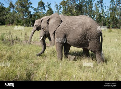 Two Young African Elephants Eating Grass South Africa Stock Photo Alamy