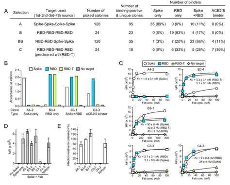 Antibody Selections Against The Rbd And The Spike Protein Revealed