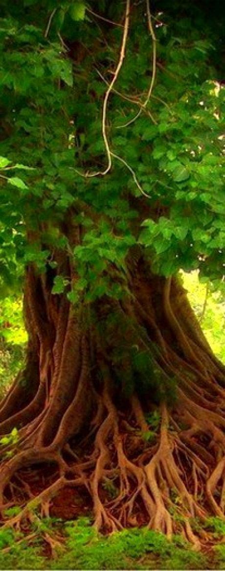 ЛЕГЕНДА О ДЕРЕВЕ | Unique trees, Old trees, Beautiful tree