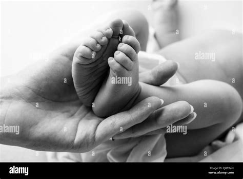 Hands Of Parents The Legs Feet Of The Newborn In The Hands Of Mom And