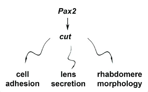 Schematic Summary Of Sc Mediated Effects Of Cut Download Scientific