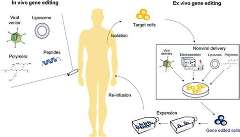 In Vivo And Ex Vivo Approaches To Gene Editing Are Depicted In This