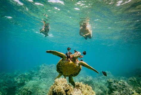 South Maui Molokini Crater And Turtle Town Snorkeling Trip Getyourguide