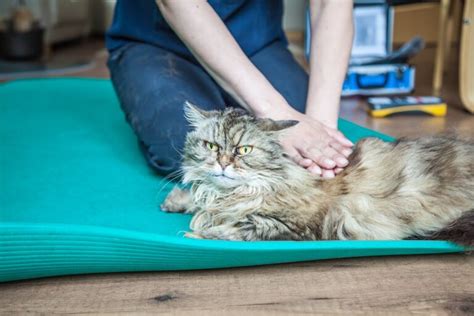 Physiotherapie für Katzen Ablauf Kosten Behandlungsformen