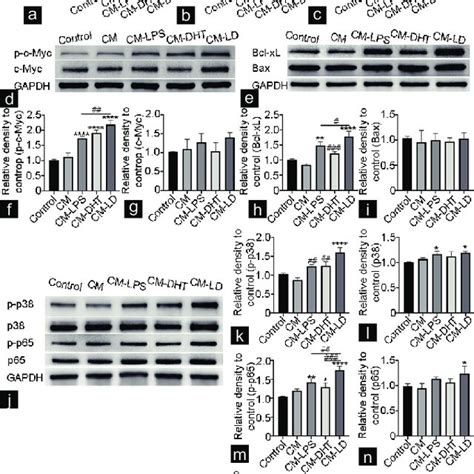 Differentiation Of Thp Cells To M Macrophages The Morphological