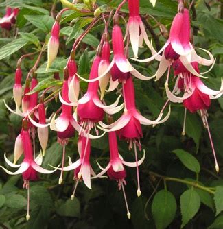 Fuchsia: Hardy Fuchsia | Portland Nursery