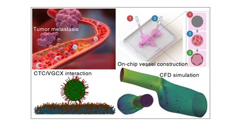 Adaptable Microfluidic Vessel On A Chip Platform For Investigating