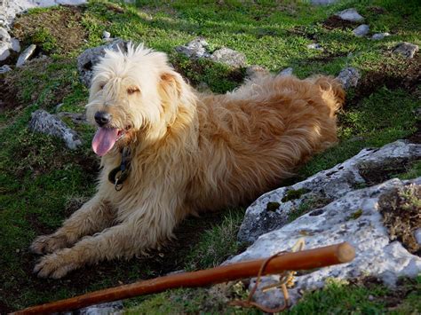 Basque Shepherd Dog in the field photo and wallpaper. Beautiful Basque ...