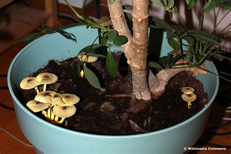 Gelbe Pilze Wachsen Im Blumentopf Was Tun