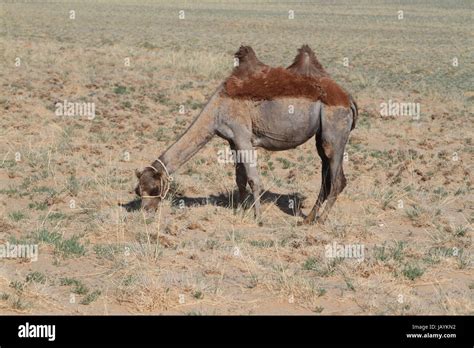 camels in the gobi desert mongolia Stock Photo - Alamy