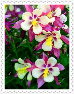 200pcs Columbine Seeds - BuyingSeed.com - Free Shipping - Up to 70% OFF