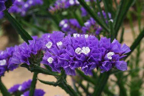 Statice Flower Plants