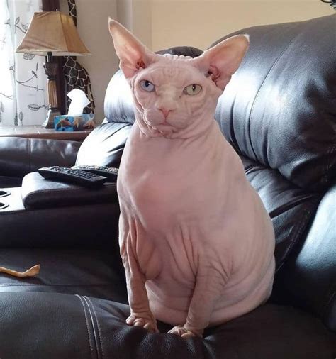 Pin On Fun Animals Cute Hairless Cat Hairless Cat Spinx Cat