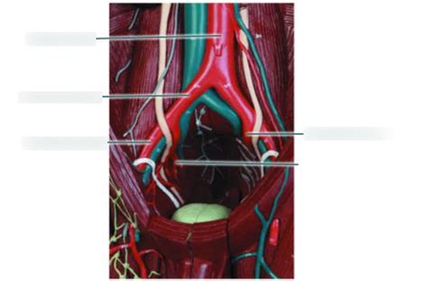 Cardiovascular System Blood Vessels Diagram Quizlet