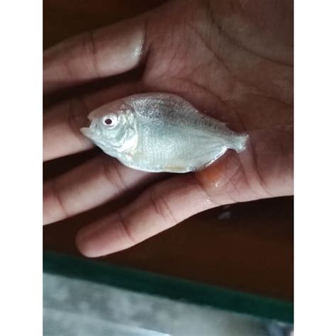 Jual Ikan Pacu Albino Shopee Indonesia