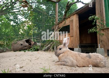 Zwerg Kaninchen Oryctolagus Cuniculus F Domestica Auf Einer Wiese