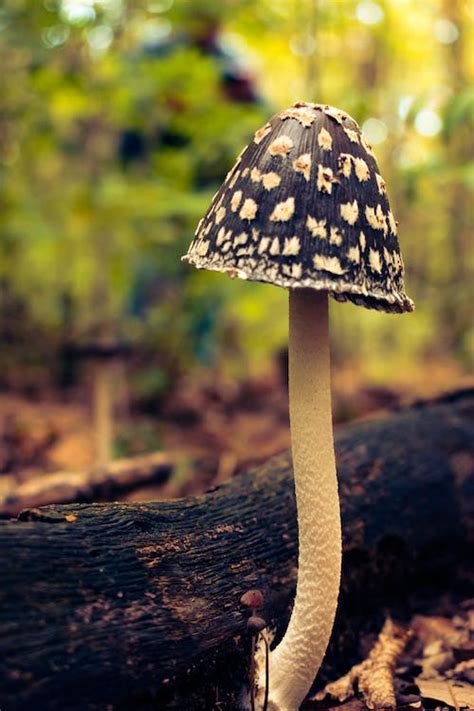 Close-Up of a Mushroom · Free Stock Photo