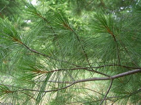 Eastern White Pine Needles